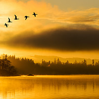 Buy canvas prints of Flight of the dawn geese. by Ashley Cooper
