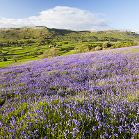 Buy canvas prints of Bluebells. by Ashley Cooper