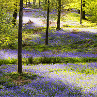 Buy canvas prints of Bluebell carpet. by Ashley Cooper
