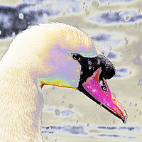Buy canvas prints of Snow swan. by Ashley Cooper