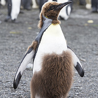 Buy canvas prints of King Penguin. by Ashley Cooper