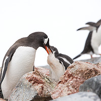Buy canvas prints of Penguin lunch. by Ashley Cooper