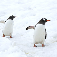 Buy canvas prints of Penguin highway. by Ashley Cooper