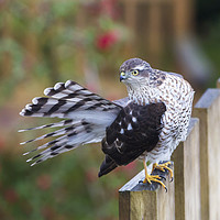 Buy canvas prints of Sparrowhawk by Ashley Cooper