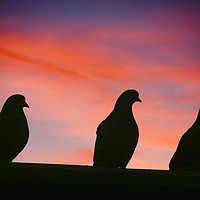 Buy canvas prints of Pigeon sunset. by Ashley Cooper