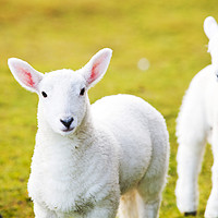 Buy canvas prints of Lambs by Ashley Cooper