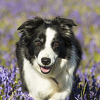 Buy canvas prints of Border Collie by Ashley Cooper