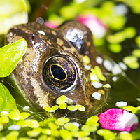 Buy canvas prints of Frog eyes. by Ashley Cooper