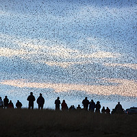 Buy canvas prints of Murmuration. by Ashley Cooper