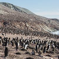 Buy canvas prints of Adelie Penguin colony. by Ashley Cooper