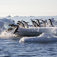 Buy canvas prints of Diving penguins. by Ashley Cooper