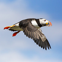 Buy canvas prints of Puffin flight. by Ashley Cooper