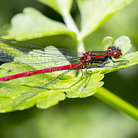 Buy canvas prints of Damselfly by Ashley Cooper