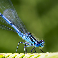 Buy canvas prints of Blue Damselfly by Ashley Cooper