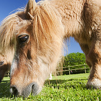 Buy canvas prints of  Shetland pony  by Ashley Cooper