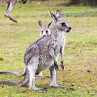 Buy canvas prints of Kangaroos by Ashley Cooper