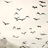Buy canvas prints of Bat flight. by Ashley Cooper