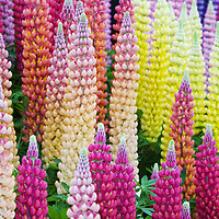 Buy canvas prints of Lupin flowers by Ashley Cooper