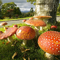 Buy canvas prints of Fly Agaric  by Ashley Cooper