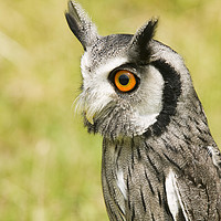 Buy canvas prints of White Faced Owl  by Ashley Cooper