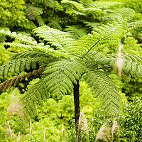 Buy canvas prints of Tree fern by Ashley Cooper