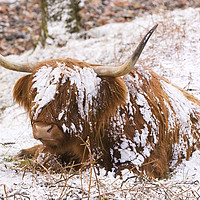 Buy canvas prints of Highland cow by Ashley Cooper