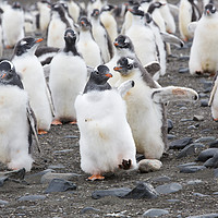 Buy canvas prints of March of the penguins. by Ashley Cooper