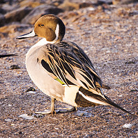 Buy canvas prints of Pintail. by Ashley Cooper