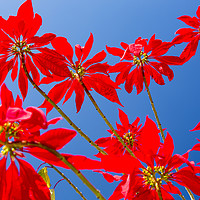 Buy canvas prints of Poinsettia by Ashley Cooper