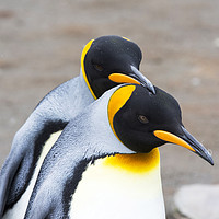Buy canvas prints of Penguin love. by Ashley Cooper