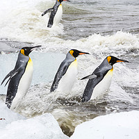 Buy canvas prints of Penguin ice by Ashley Cooper