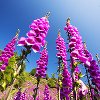 Buy canvas prints of Foxgloves. by Ashley Cooper