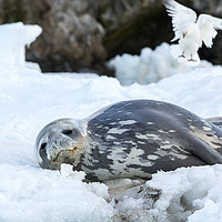 Buy canvas prints of Seal chill. by Ashley Cooper