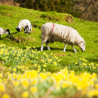 Buy canvas prints of Spring lamb. by Ashley Cooper