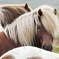 Buy canvas prints of Iceland pony. by Ashley Cooper