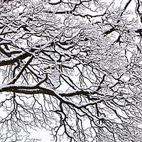 Buy canvas prints of The branches by Ashley Cooper