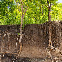 Buy canvas prints of root system. by Ashley Cooper