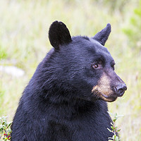 Buy canvas prints of Black Bear. by Ashley Cooper