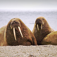 Buy canvas prints of Walrus by Ashley Cooper