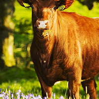 Buy canvas prints of Brown cow. by Ashley Cooper