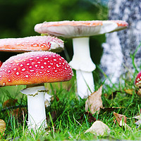 Buy canvas prints of Fly Agaric fungi by Ashley Cooper