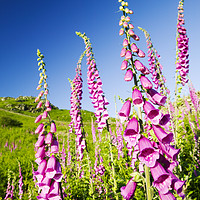 Buy canvas prints of Grasmere Foxgloves  by Ashley Cooper