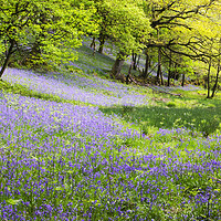 Buy canvas prints of Bluebell woodland. by Ashley Cooper