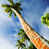Buy canvas prints of Coconut palms. by Ashley Cooper