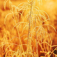 Buy canvas prints of Gold Grasses  by Ashley Cooper