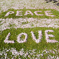 Buy canvas prints of Peace love and petals. by Ashley Cooper