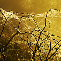 Buy canvas prints of Spider dawn. by Ashley Cooper