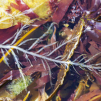 Buy canvas prints of Seaweed. by Ashley Cooper