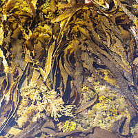 Buy canvas prints of Seaweed variety. by Ashley Cooper