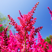 Buy canvas prints of Astilbe  by Ashley Cooper